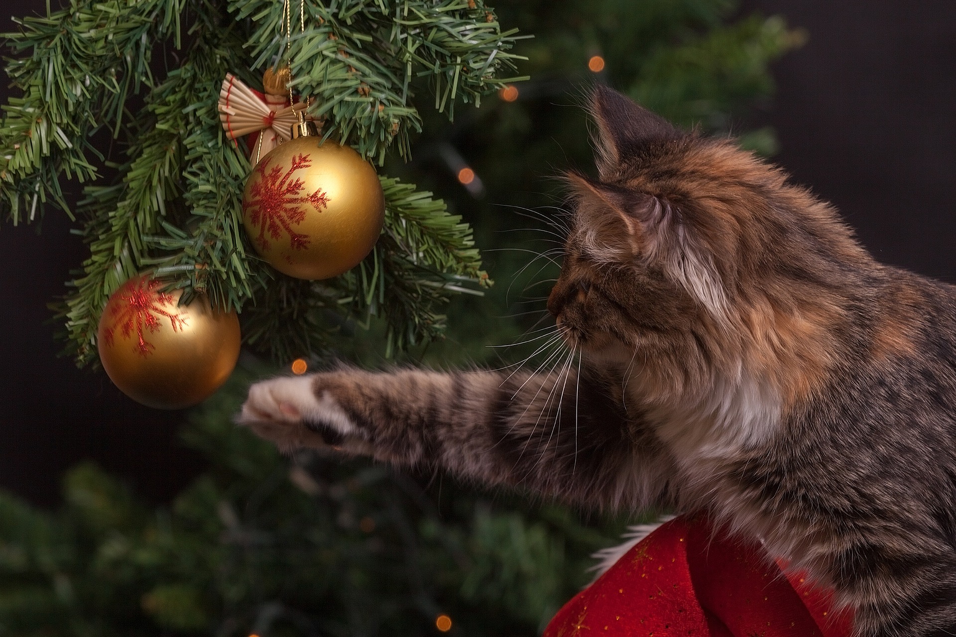 cat & ornaments